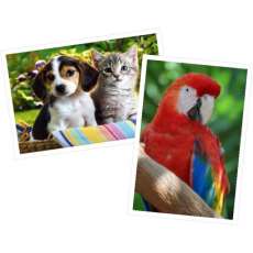 Papel Fotográfico Glossy  - R$ 0,20